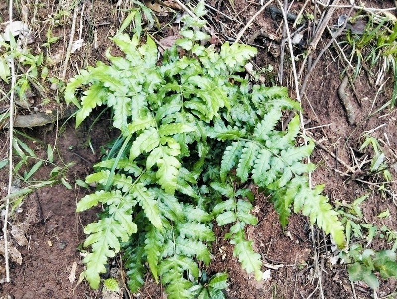Blotiella natalensis photo 4