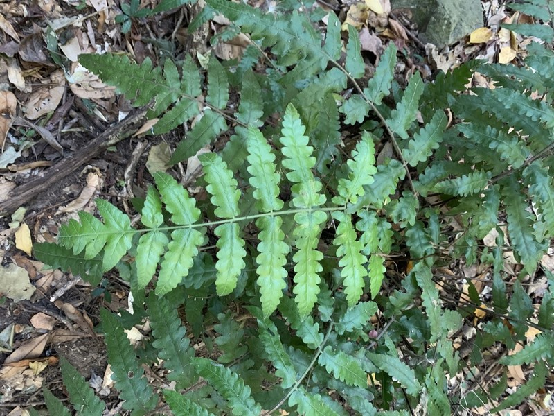 Blotiella natalensis photo 5