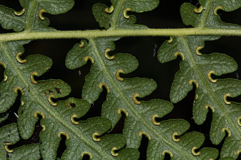 Blotiella natalensis photo 6