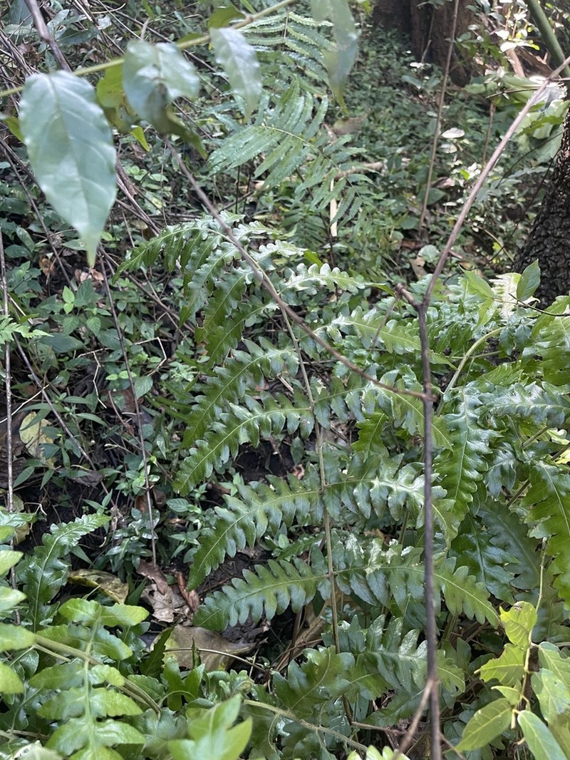 Blotiella natalensis photo 7