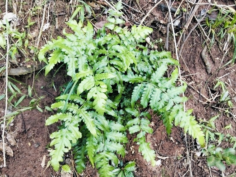 Blotiella natalensis photo 8