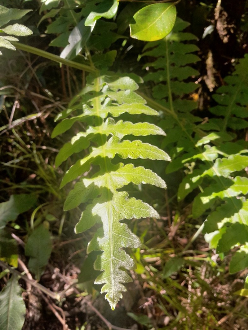 Blotiella pubescens