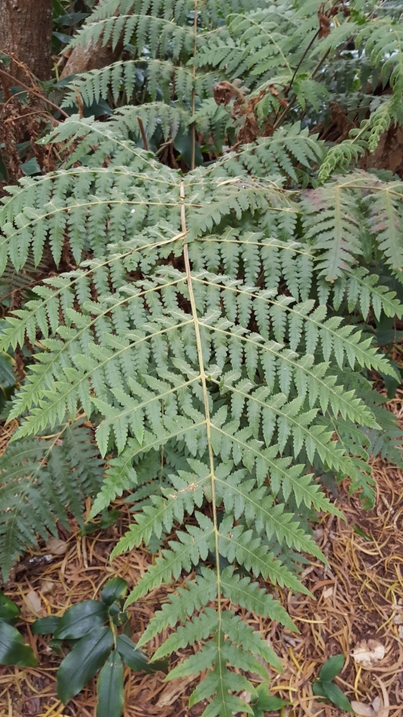 Blotiella pubescens photo 2