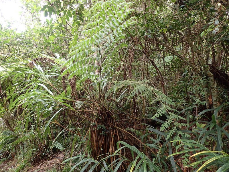 Blotiella pubescens photo 3