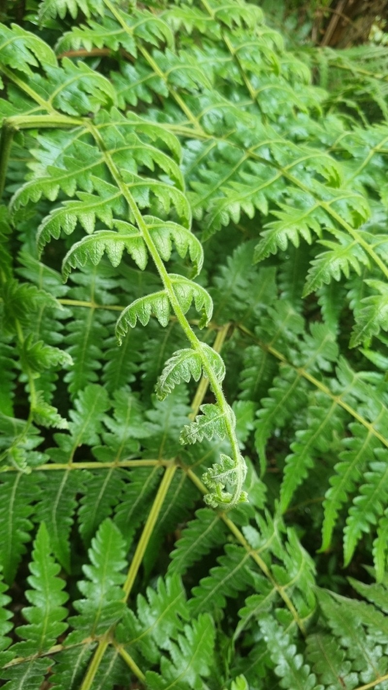 Blotiella pubescens photo 4