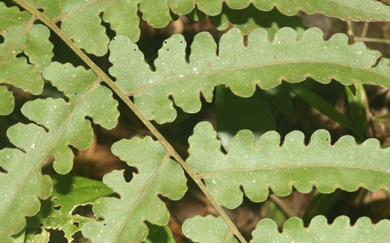 Blotiella pubescens photo 5