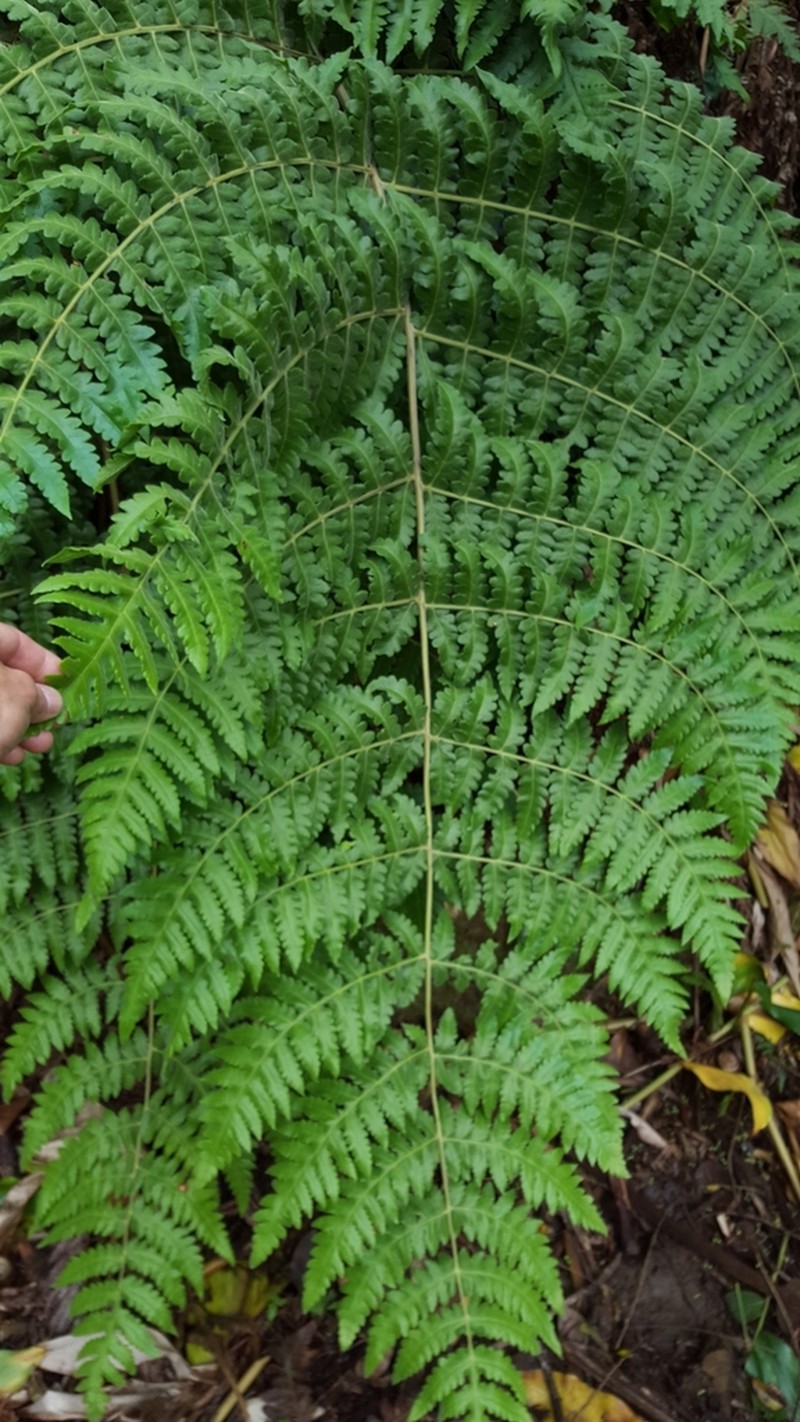 Blotiella pubescens photo 6