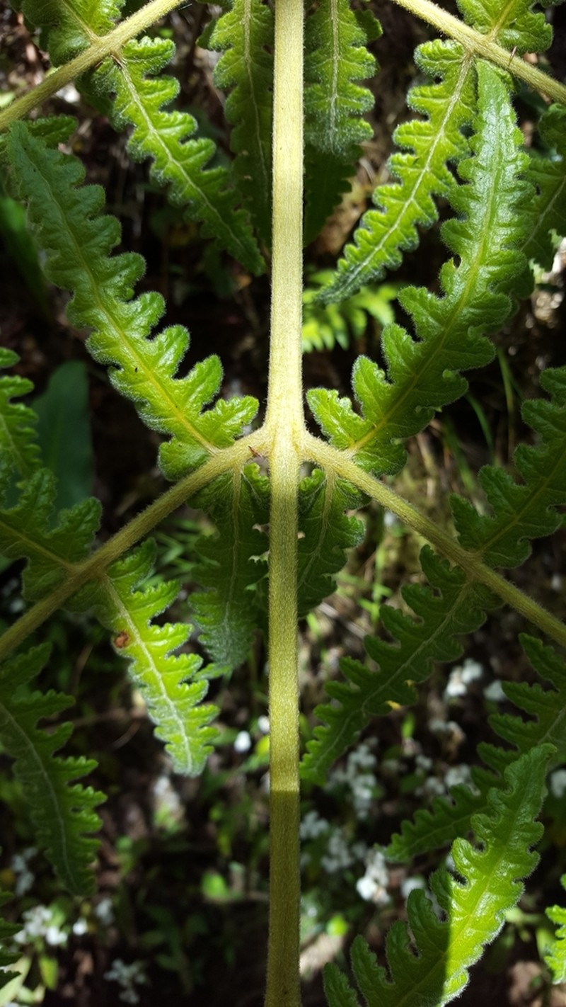 Blotiella pubescens photo 7