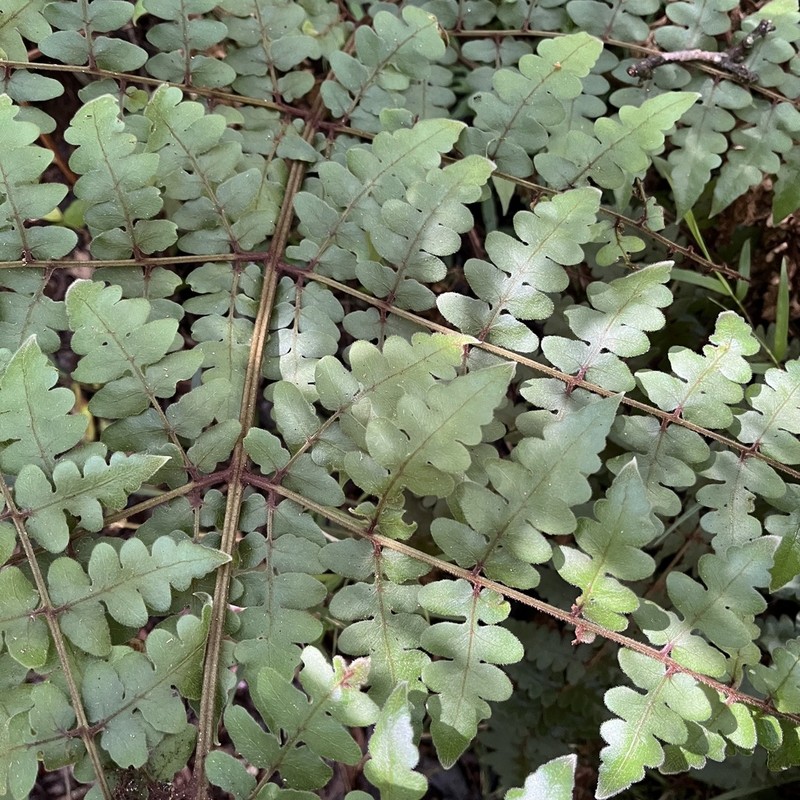 Blotiella pubescens photo 8