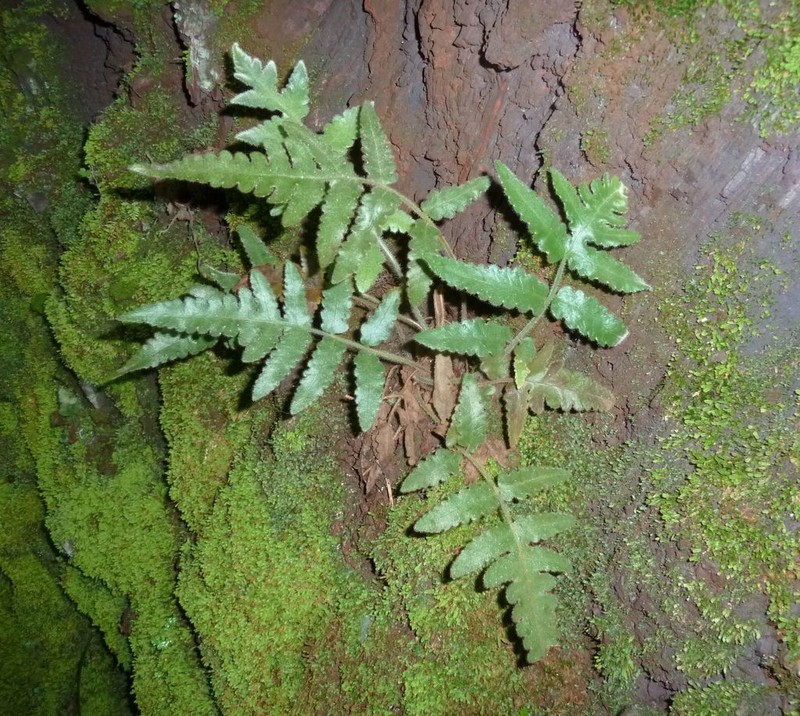Blotiella reducta