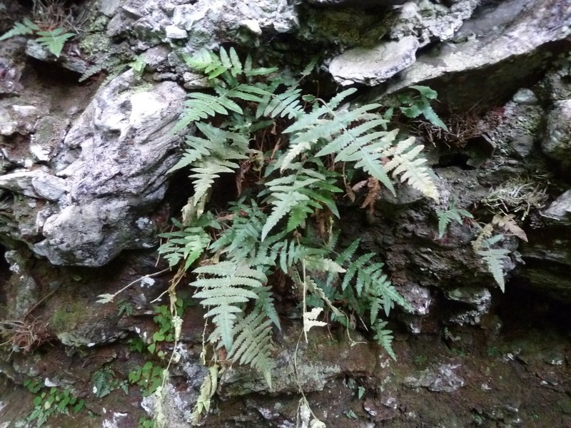 Blotiella reducta photo 2