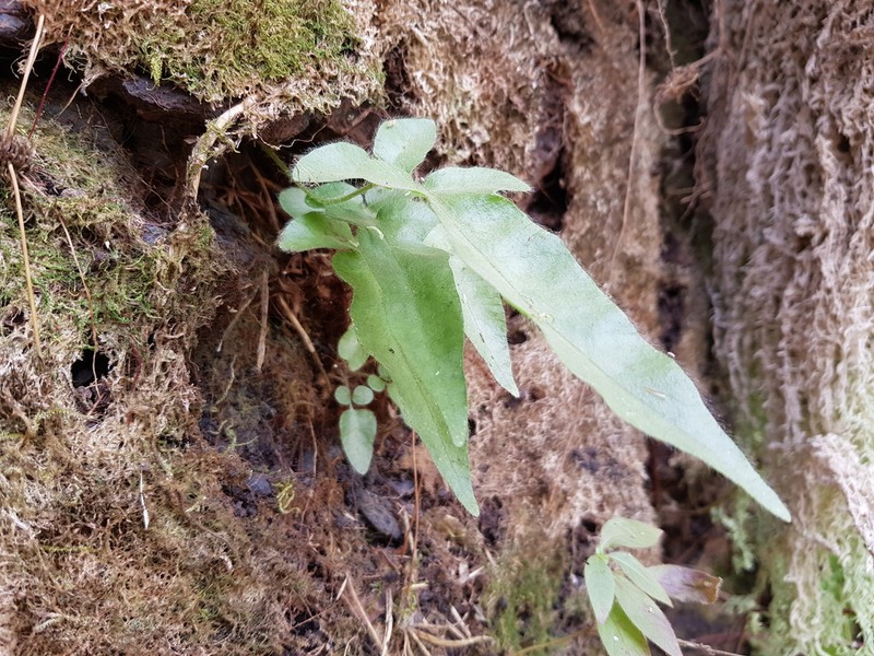 Blotiella reducta photo 3