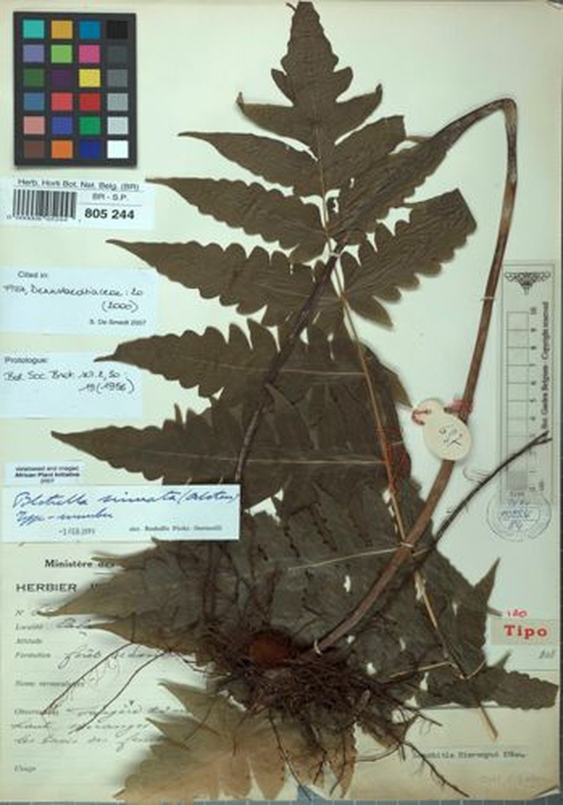 Blotiella sinuata