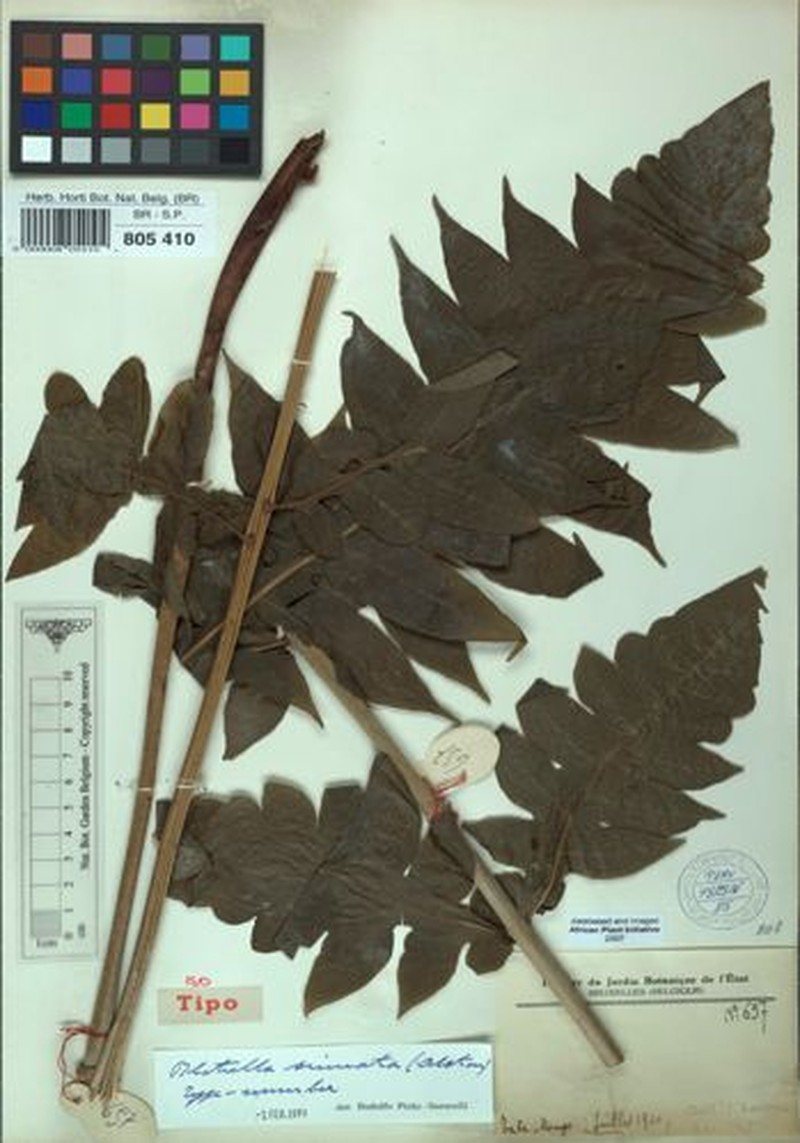 Blotiella sinuata photo 2