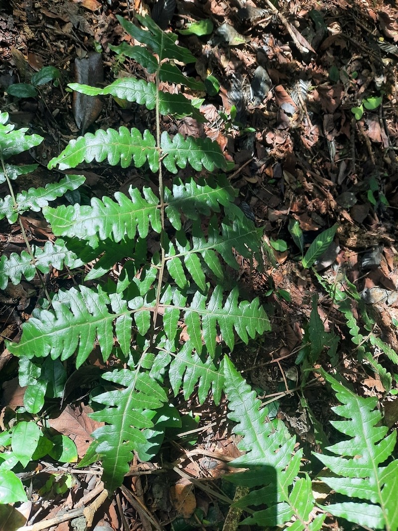 Blotiella stipitata photo 2