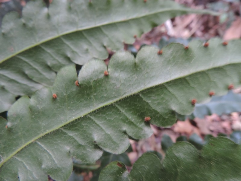 Blotiella stipitata photo 3