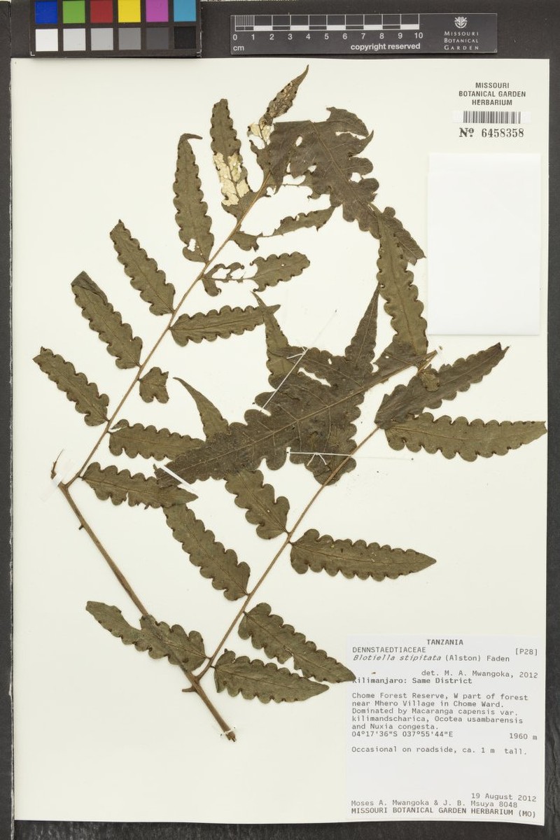 Blotiella stipitata photo 4