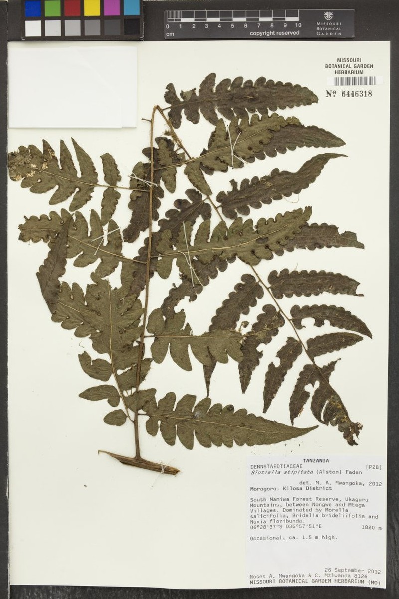 Blotiella stipitata photo 5