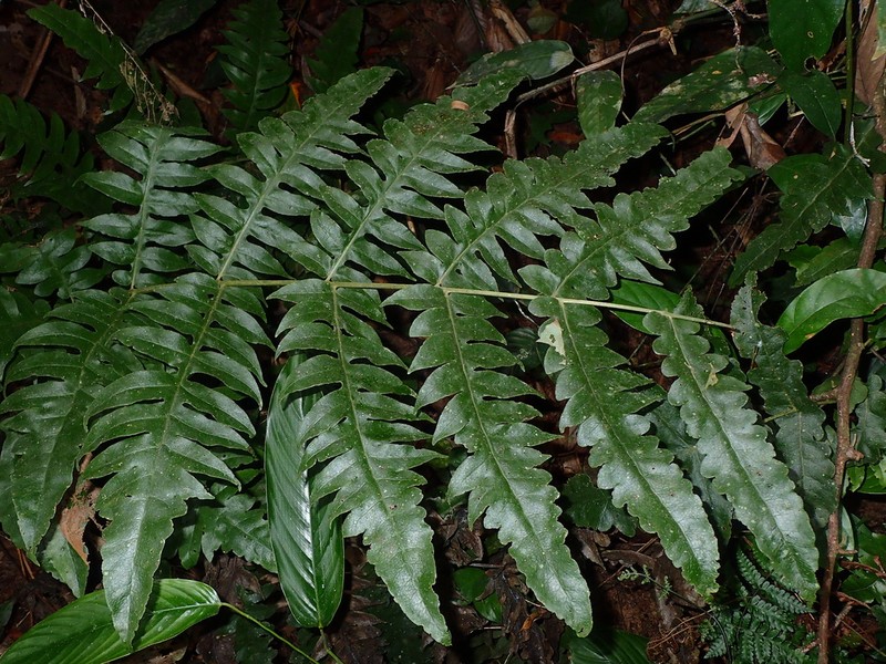 Blotiella tisserantii