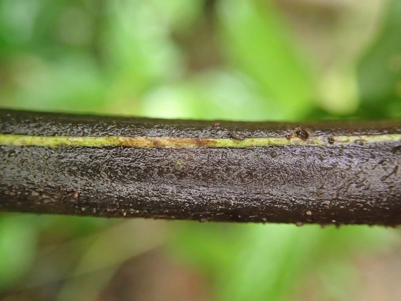 Blotiella tisserantii photo 2