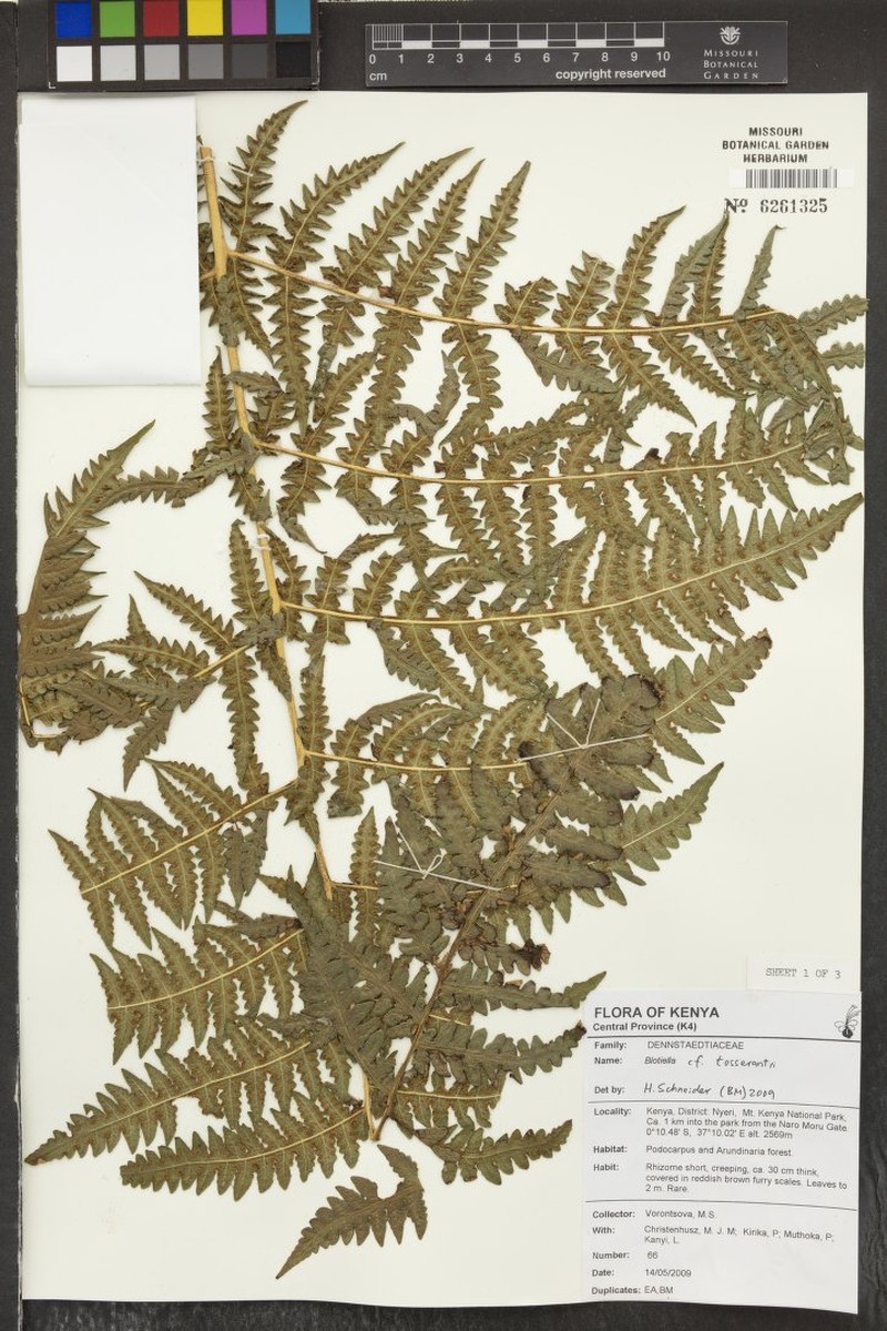 Blotiella tisserantii photo 3