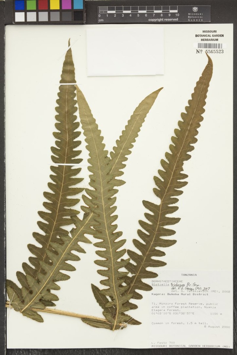 Blotiella trichosora