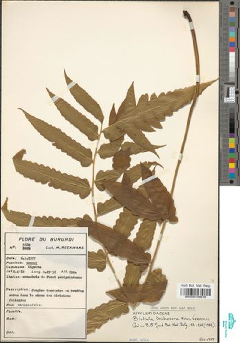 Blotiella trichosora photo 2