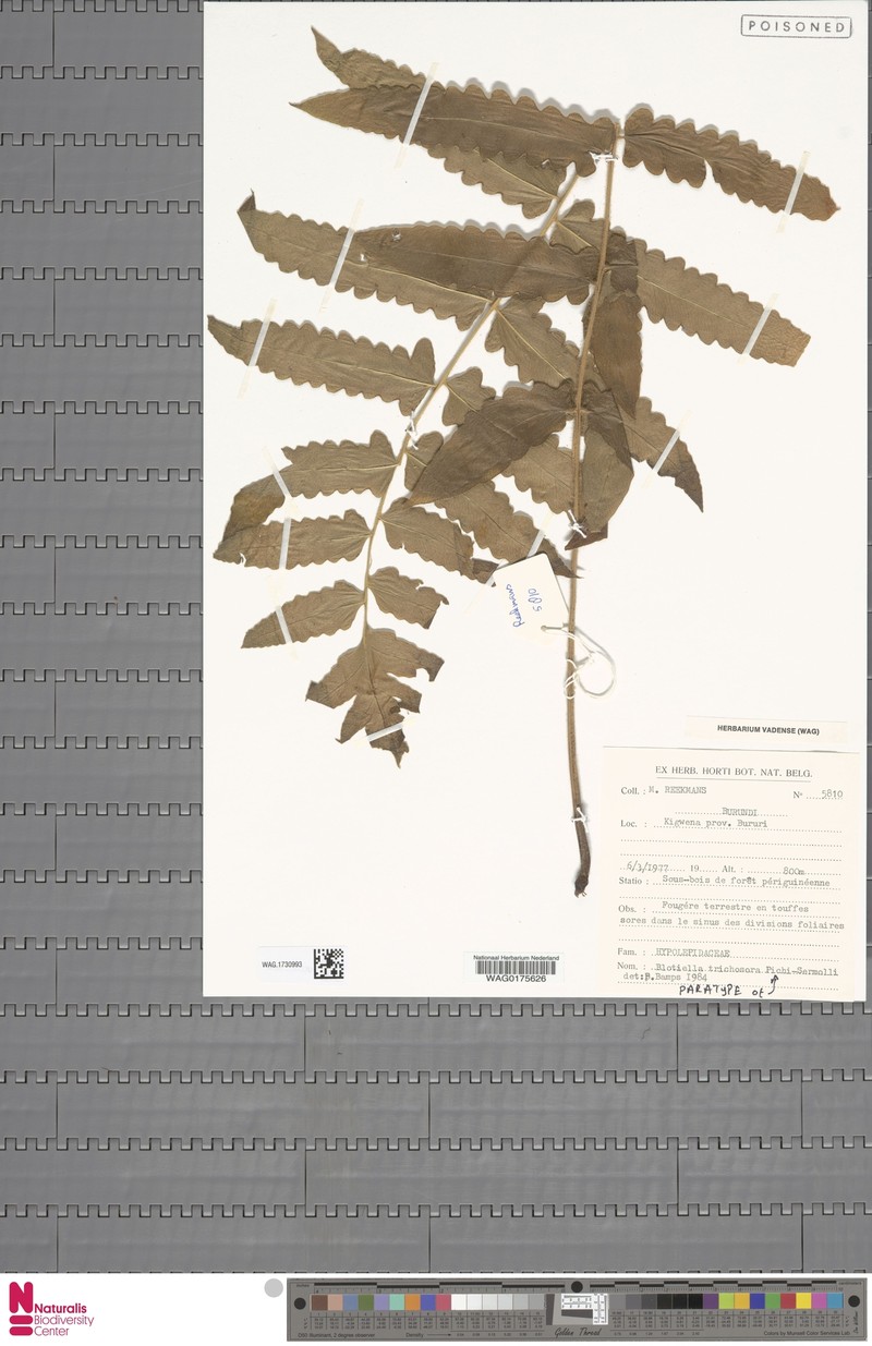 Blotiella trichosora photo 3