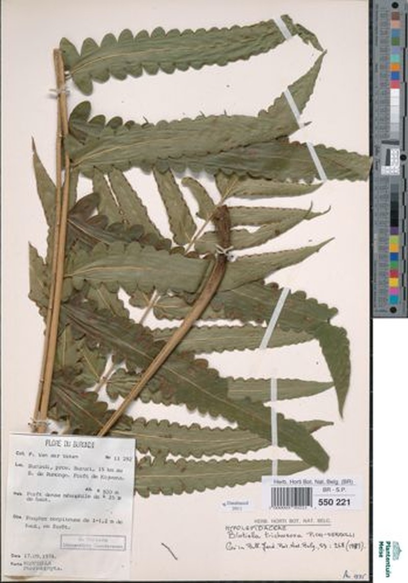 Blotiella trichosora photo 4
