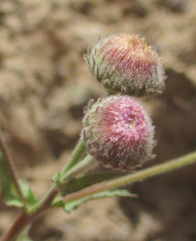 Blumea afra photo 2
