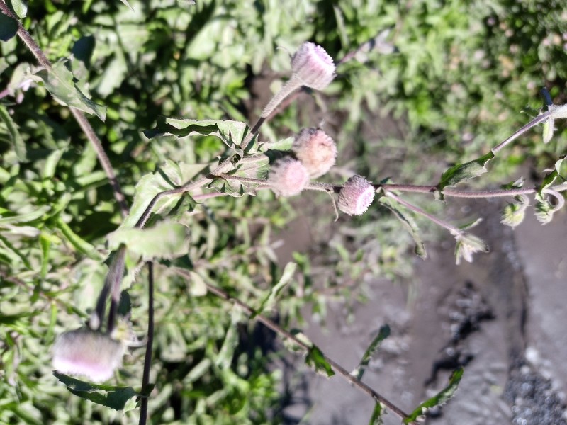 Blumea afra photo 5