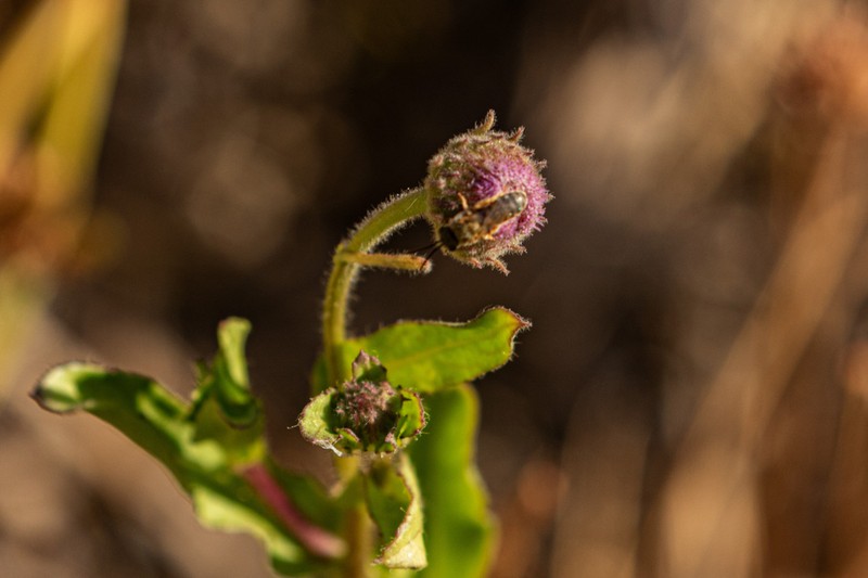 Blumea afra photo 6