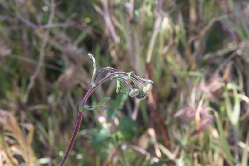 Blumea afra photo 8