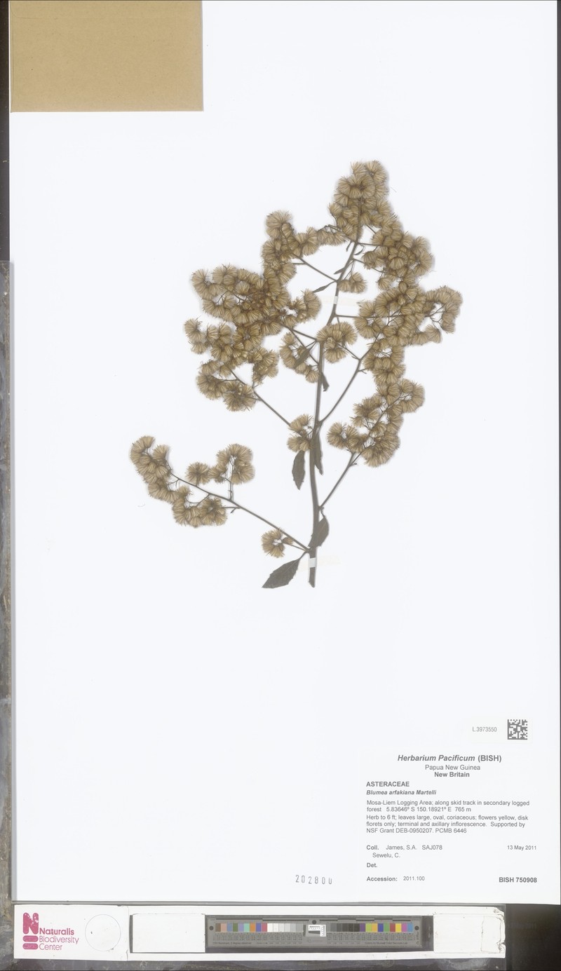 Blumea arfakiana