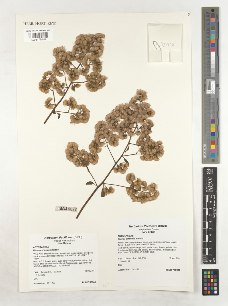 Blumea arfakiana photo 2