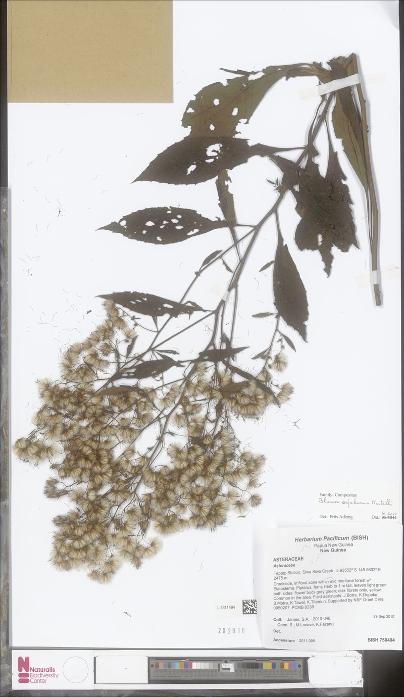 Blumea arfakiana photo 3