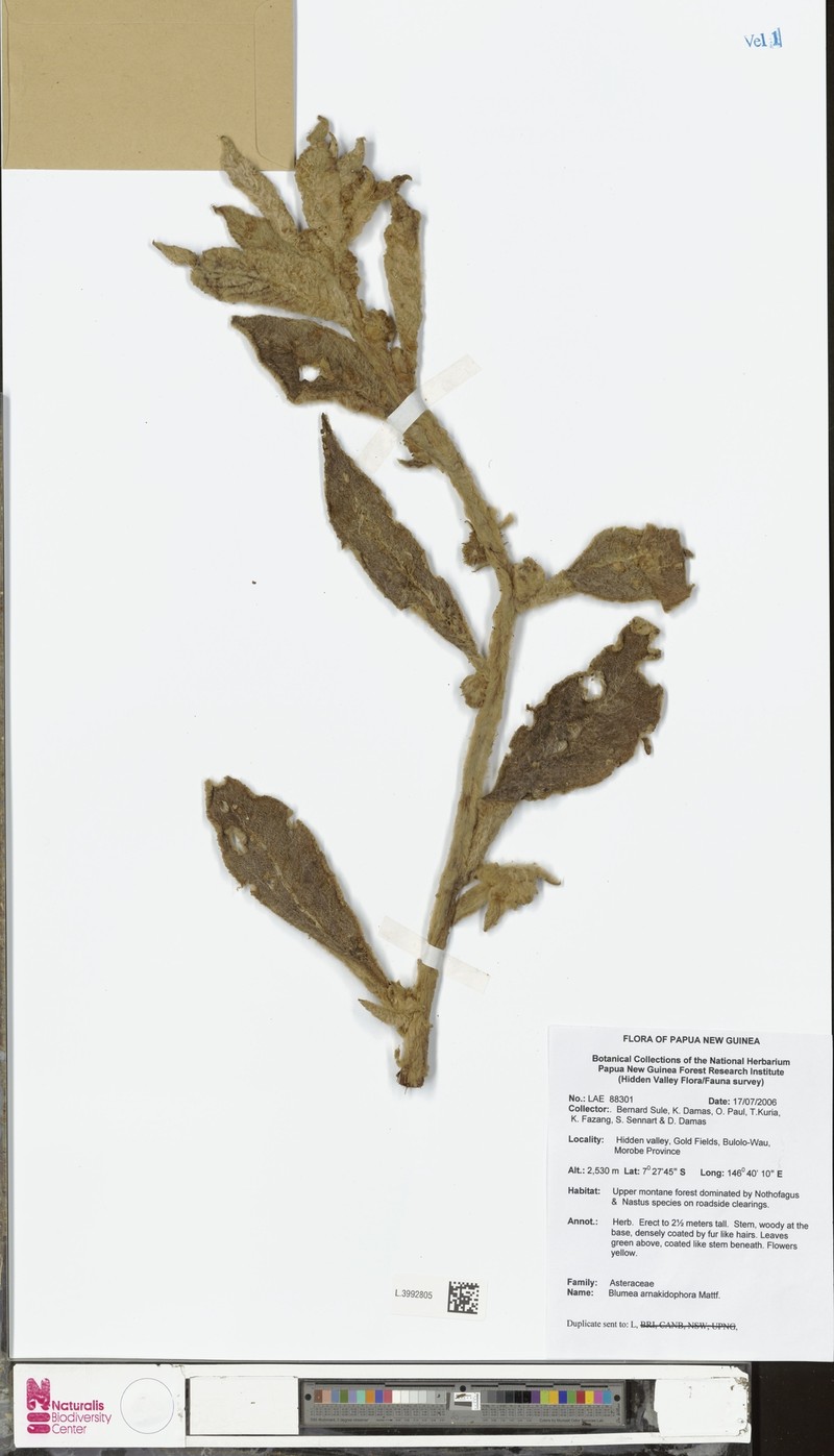 Blumea arnakidophora photo 2