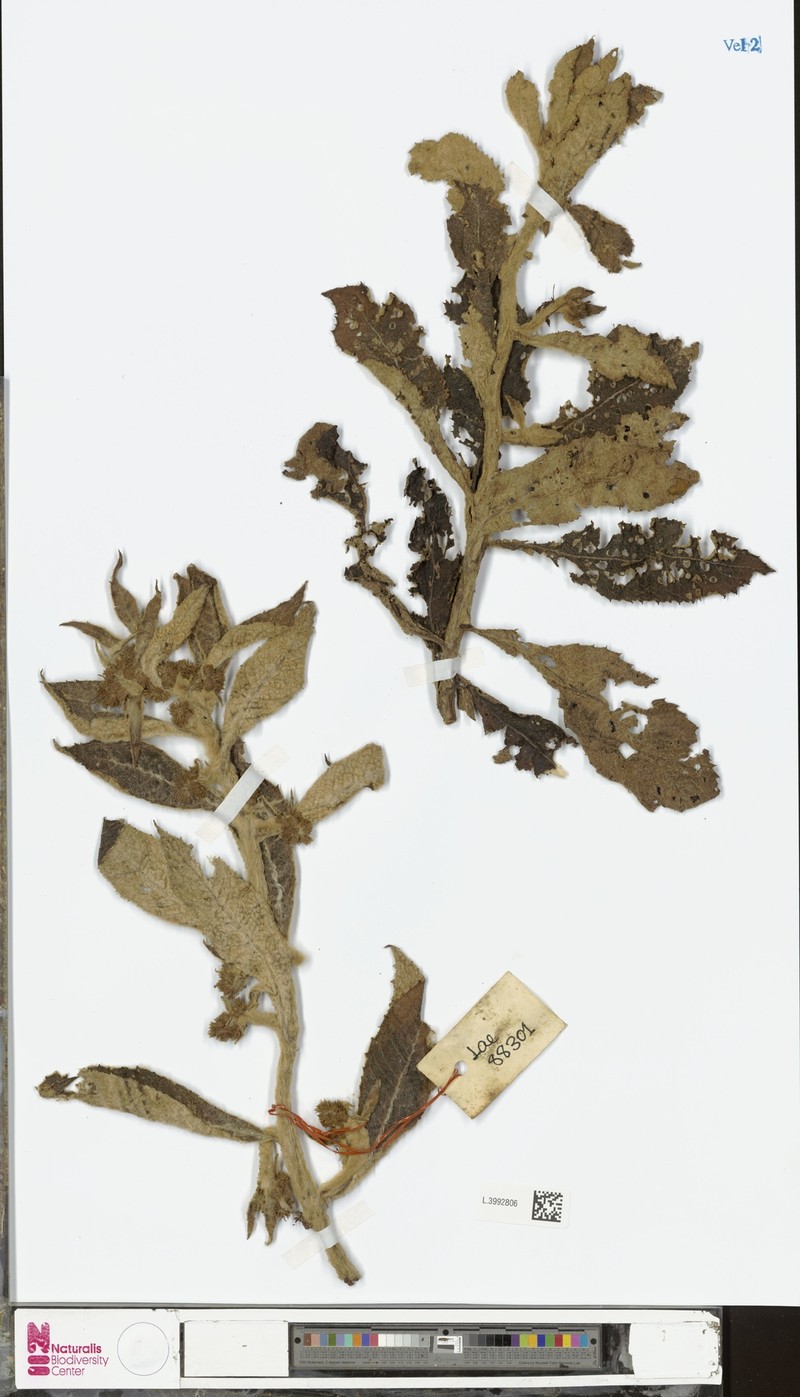 Blumea arnakidophora photo 3