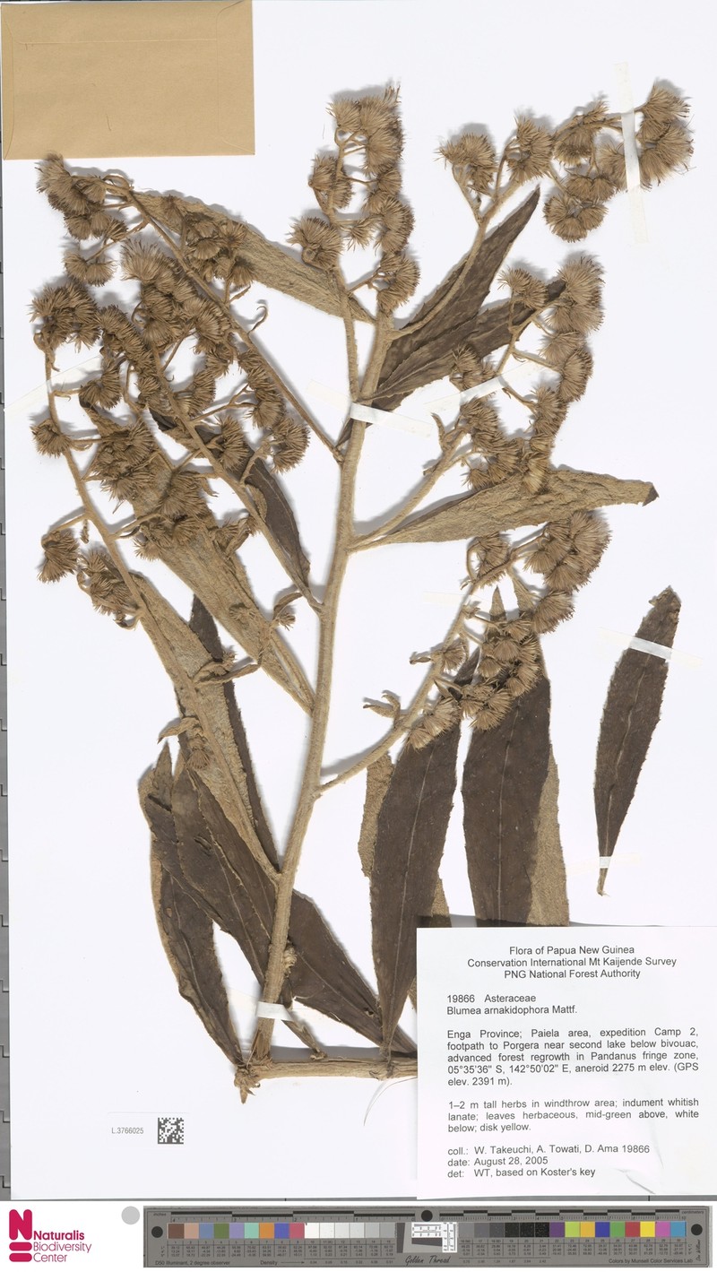Blumea arnakidophora photo 4