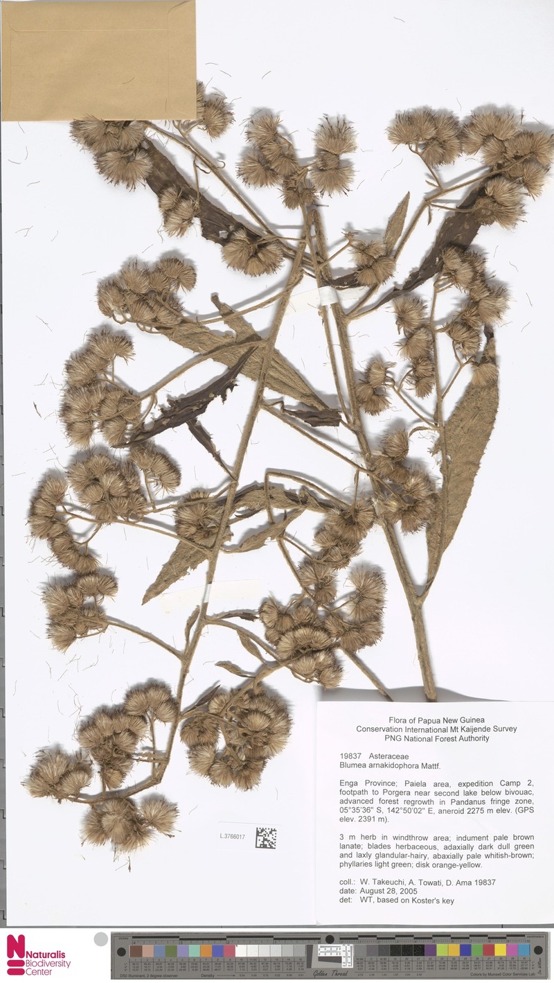 Blumea arnakidophora photo 5