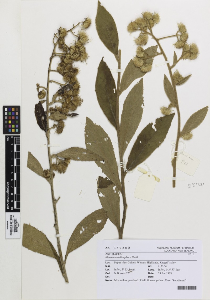 Blumea arnakidophora
