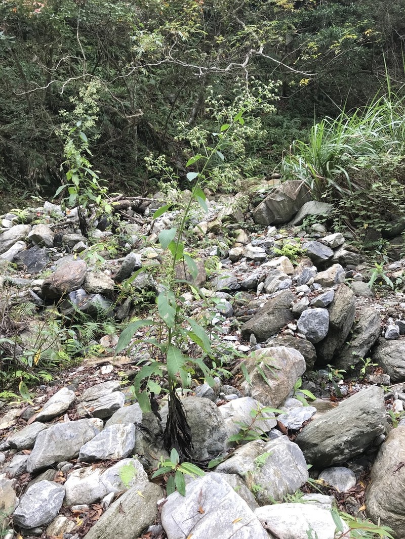 Blumea aromatica