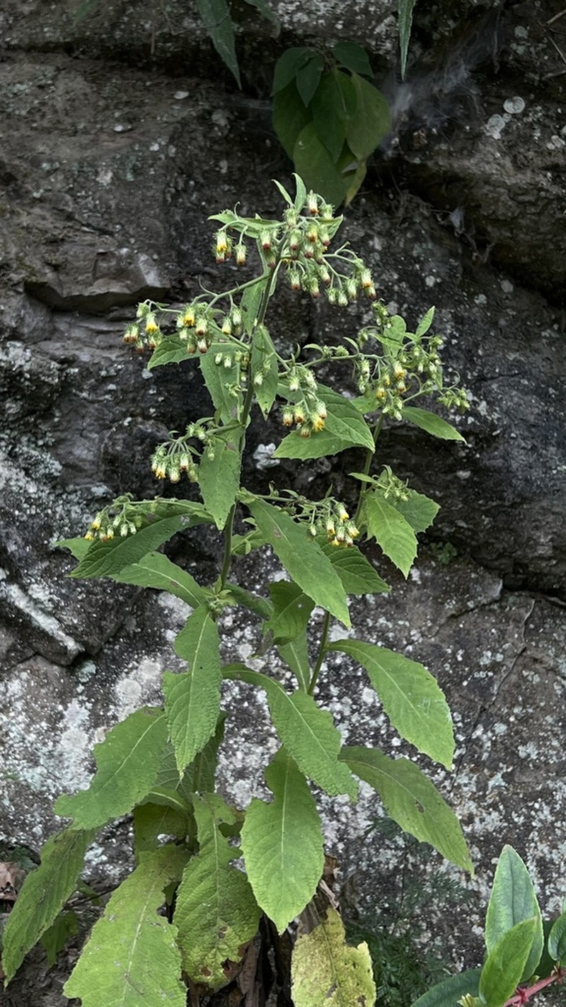 Blumea aromatica photo 2