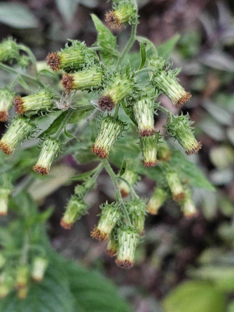 Blumea aromatica photo 3