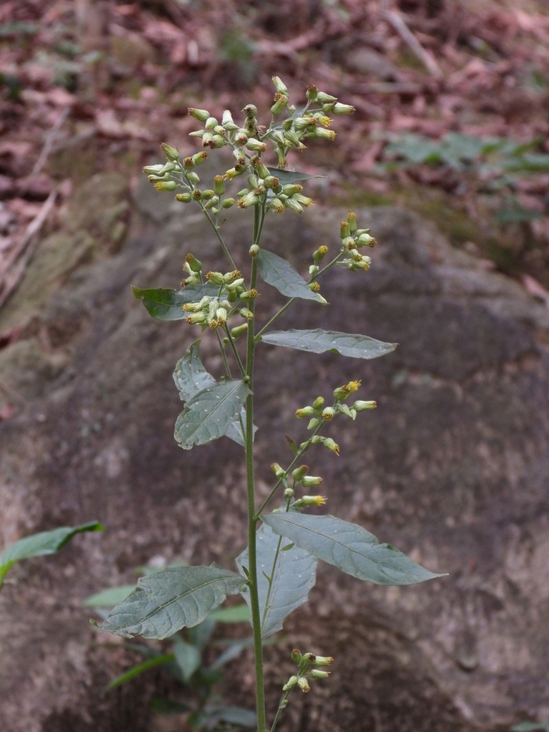 Blumea aromatica photo 4