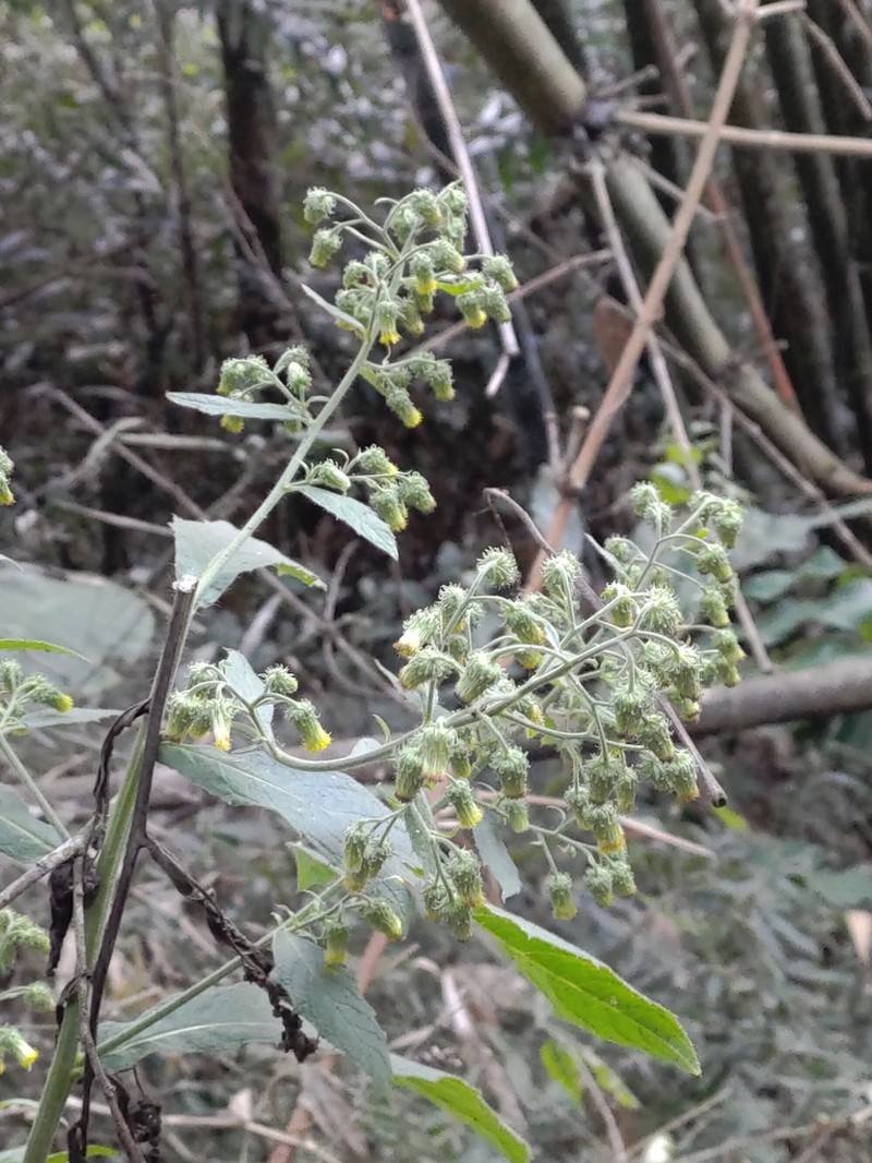 Blumea aromatica photo 5