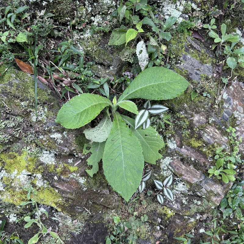 Blumea aromatica photo 7