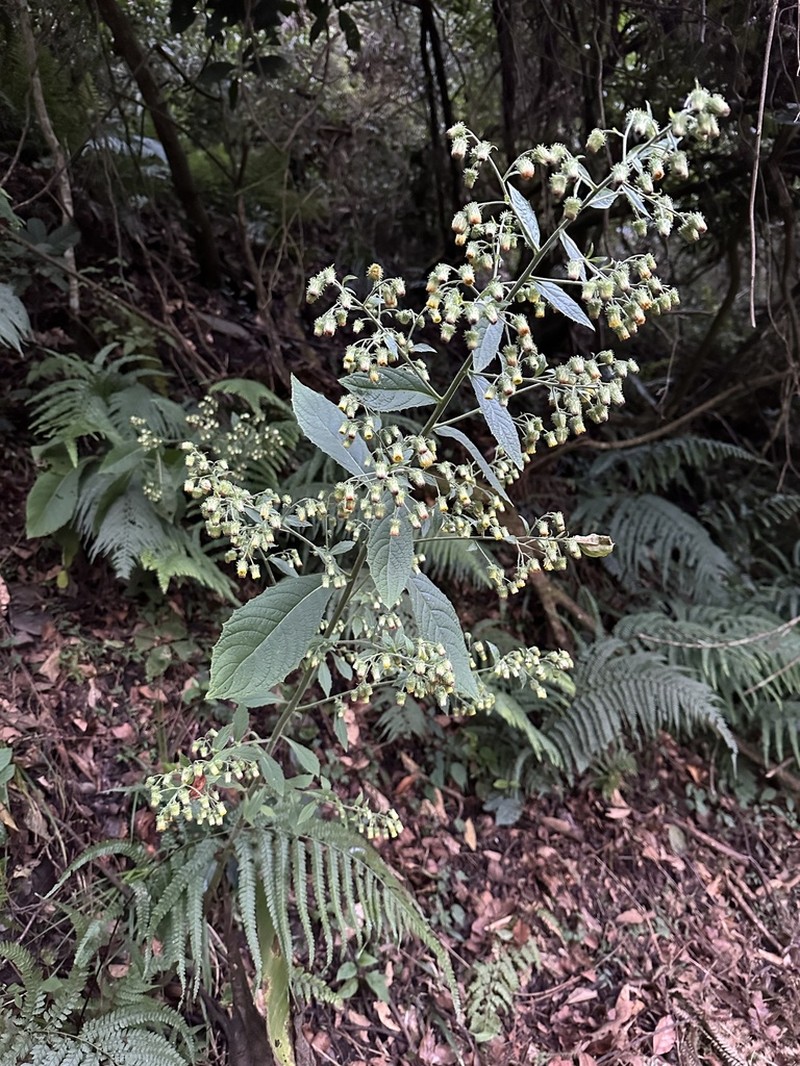 Blumea aromatica photo 8