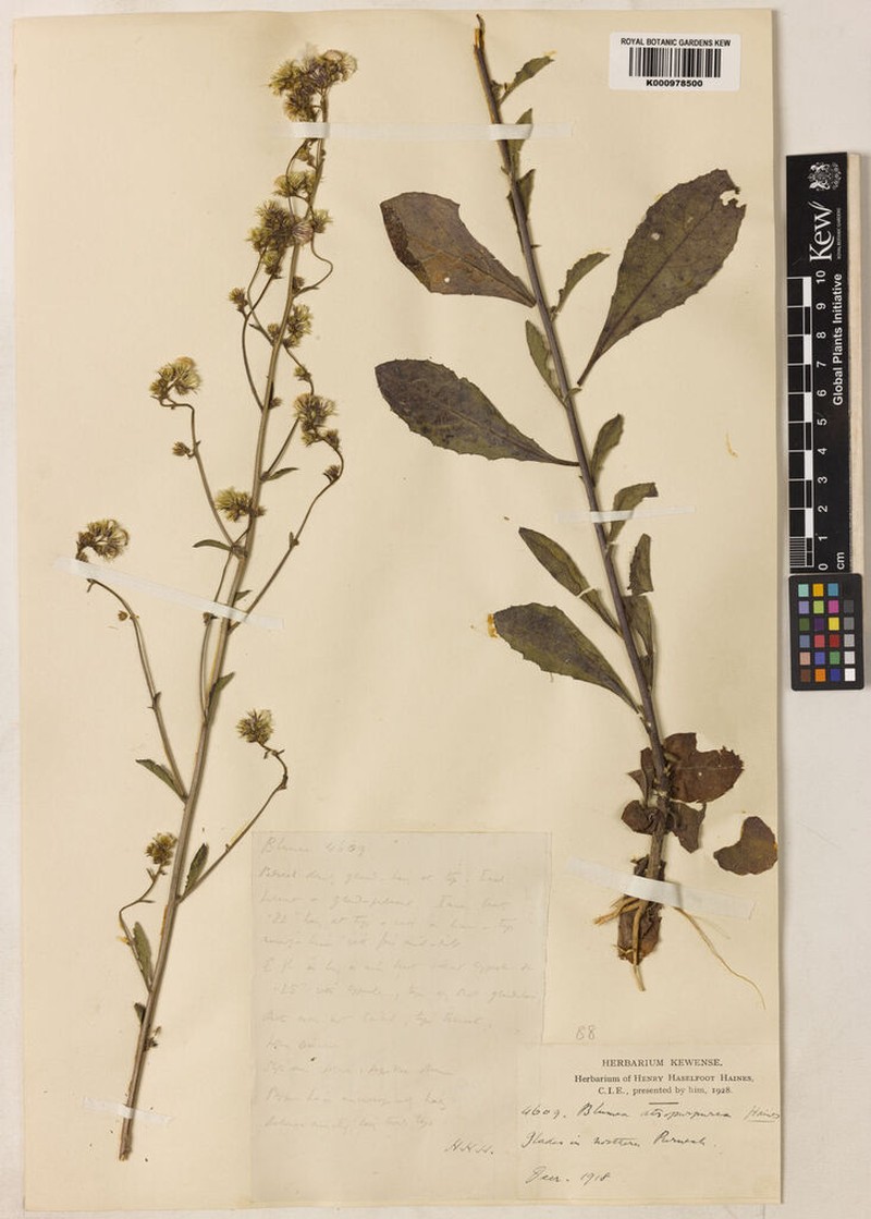 Blumea atropurpurea
