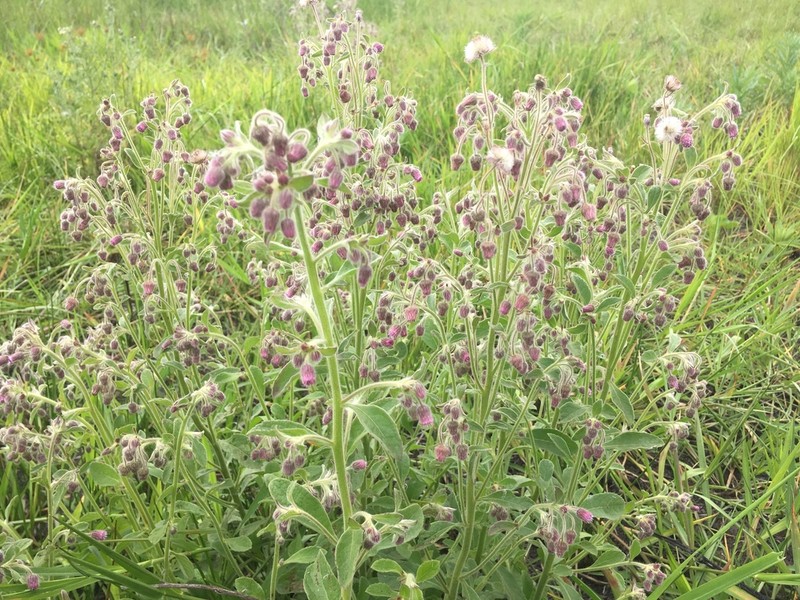 Blumea axillaris
